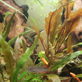 aquariophile Elo_Bobo78