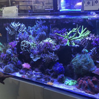 aquariophile Richardmatou