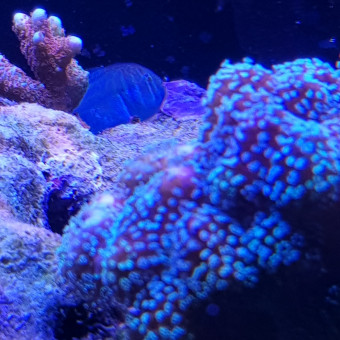 aquariophile dam-ien