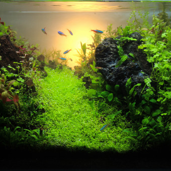 aquariophile AquaMustMaaka