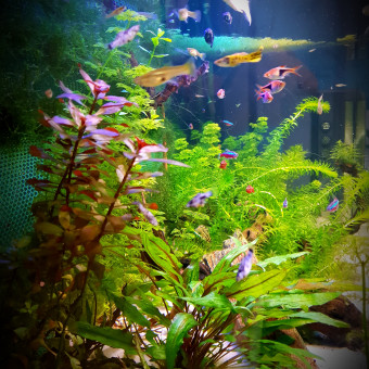 aquariophile Anthony-Salon