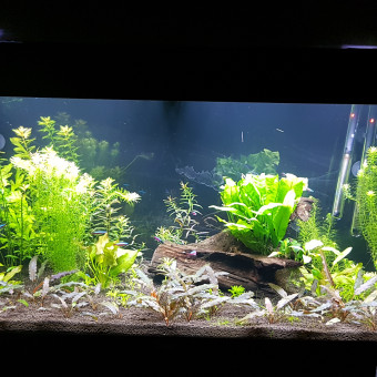 aquariophile Benoitdu26530