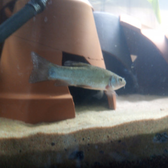 aquariophile MehdiTeamBaarbu