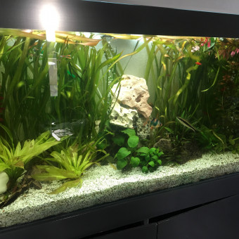 aquariophile stephanie