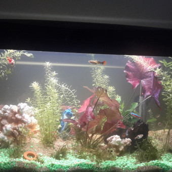 aquariophile Marieblm