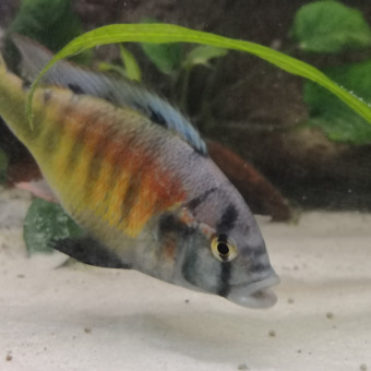 aquariophile jim45200