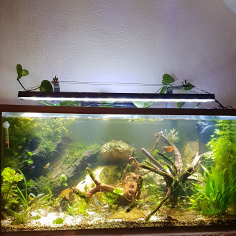 aquariophile yohan28380