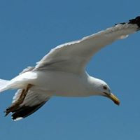 aquariophile philippe-roger