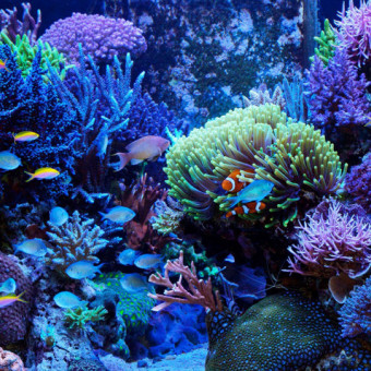 aquariophile arthur-dms