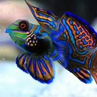 aquariophile Tisha45