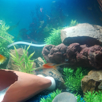 aquariophile florent-marchand