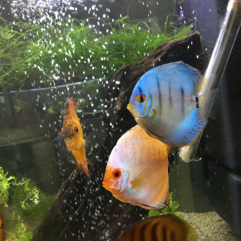 aquariophile patouby38