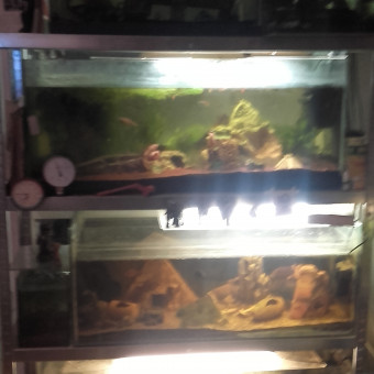 aquariophile manu-bye