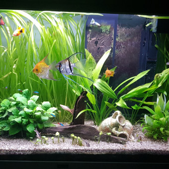 aquariophile joffrey-annebicque