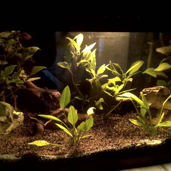 aquariophile lolorineka