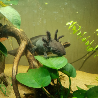 aquariophile Floriansp18