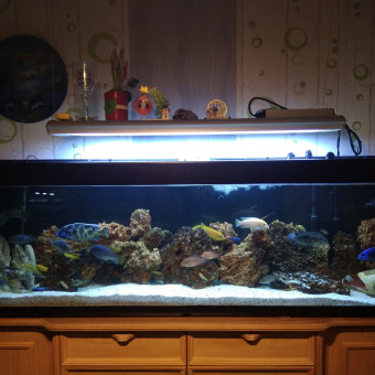 aquariophile greg-vallet