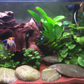 aquariophile cat13119