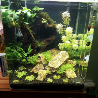 aquariophile fishmen-jarny