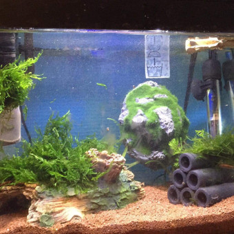 aquariophile corentin623