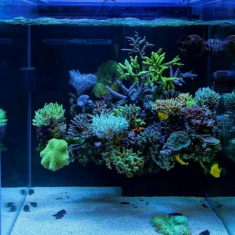 aquariophile laubeard-prevost