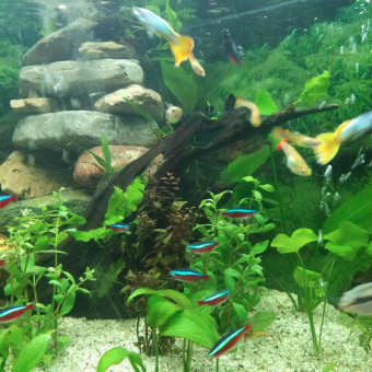 aquariophile Tris