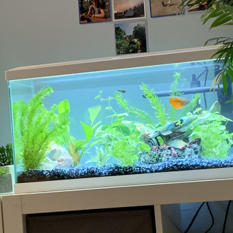 aquariophile lilou-sguignes