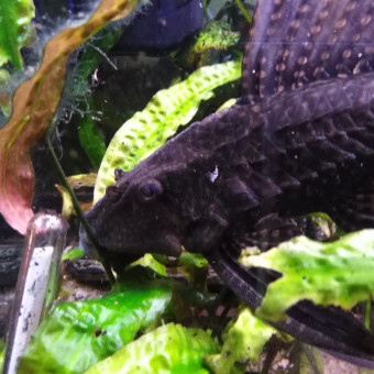 aquariophile bruno73