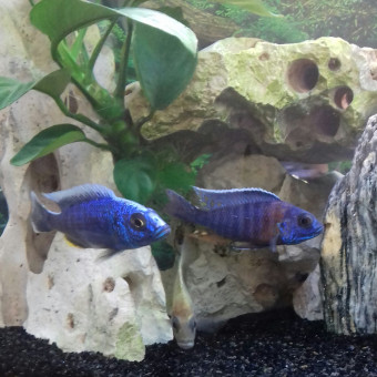 aquariophile Renald.59