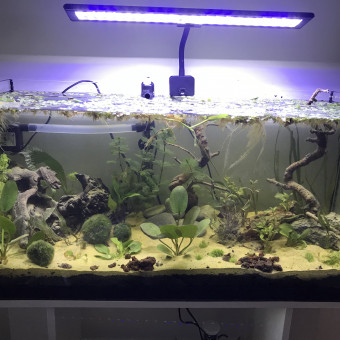 aquariophile Milia