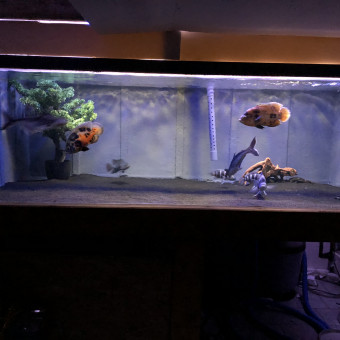 aquariophile Cichlidpassion