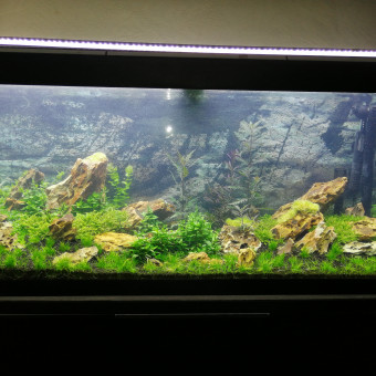 aquariophile Aquascape