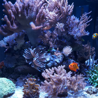 aquariophile Aquaflonny