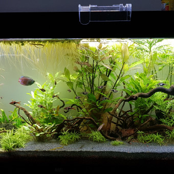 aquariophile charles-jacquot