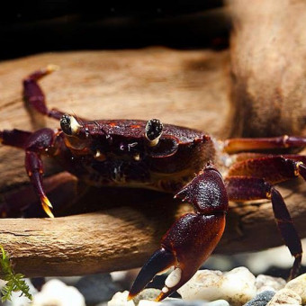 aquariophile djeoff-fishing