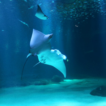 aquariophile baudelle-gu-antoine-ben