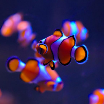 aquariophile BlueMarine31