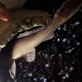 aquariophile Clem.M51