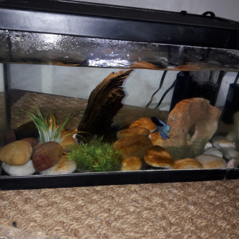 aquariophile damien26