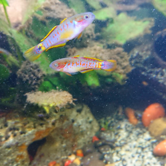 aquariophile candle-BC