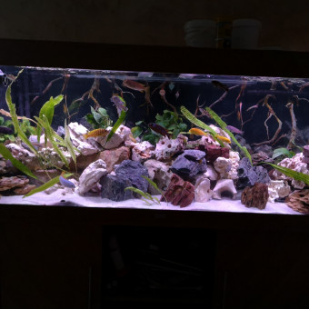 aquariophile anthony-loris-langenfeld