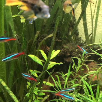 aquariophile Hozho