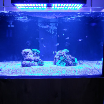 aquariophile Cedthenot