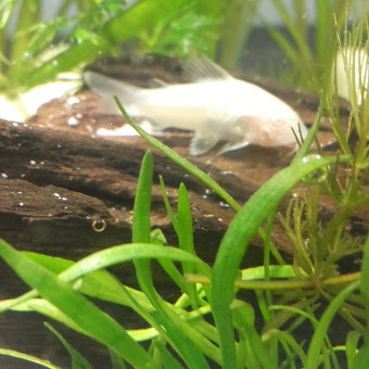 aquariophile Pirouli