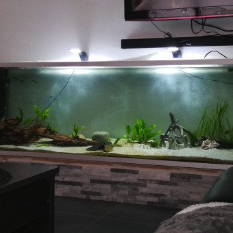 aquariophile kevin-laurin