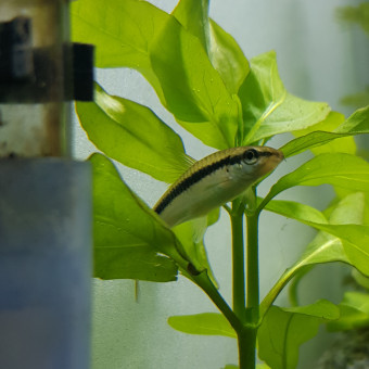 aquariophile Patruccii