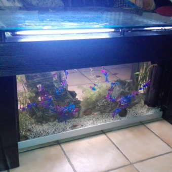 aquariophile Kevin42