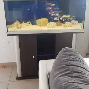 aquariophile kevin2505