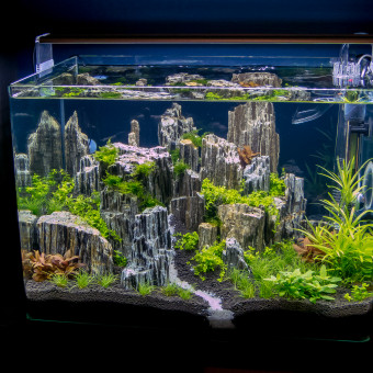 aquariophile philippesaunier