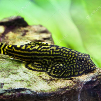 aquariophile Francois56